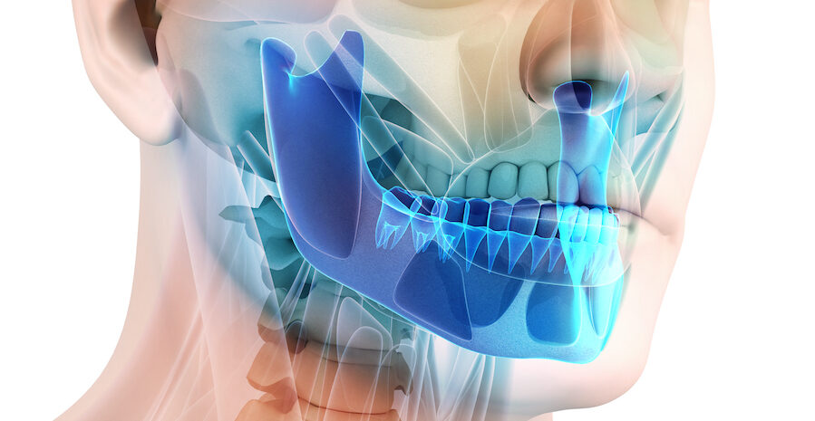 Closeup of a jawbone highlighted in blue on a fake skull at dentist in hermitage