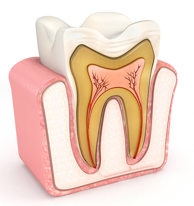 illustration of the vertical cross section of a tooth